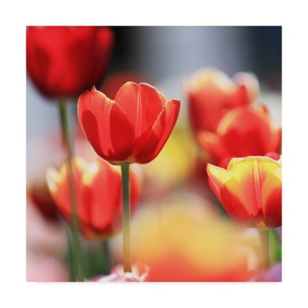 Trademark Fine Art Beata Czyzowska Young 'Shining Bright' Canvas Art, 35x35 BC00442-C3535GG